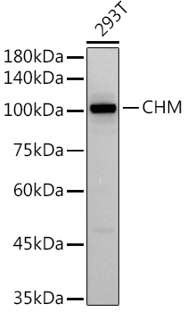 A9378_1.jpg