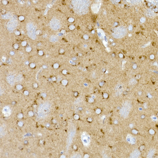 A9405_4.jpg