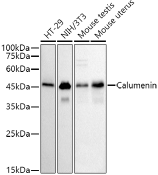 A9416_1.jpg