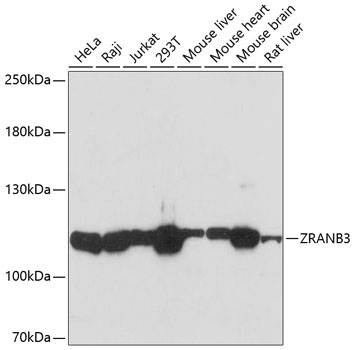 A9555_1.jpg