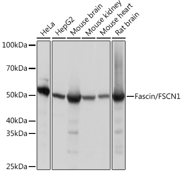 A9566_1.jpg