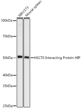 A9567_2.jpg