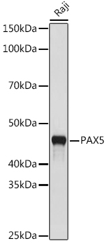 A9607_1.jpg