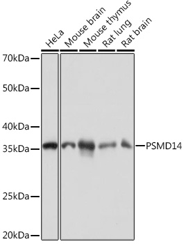 A9608_1.jpg
