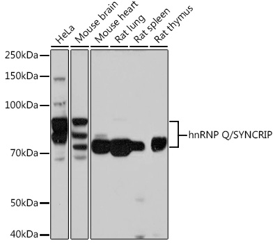 A9609_1.jpg