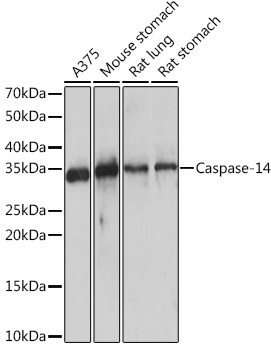 A9618_1.jpg