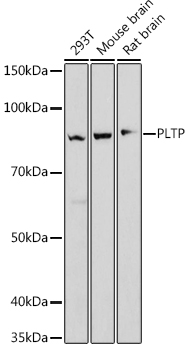 A9644_1.jpg