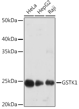 A9667_1.jpg