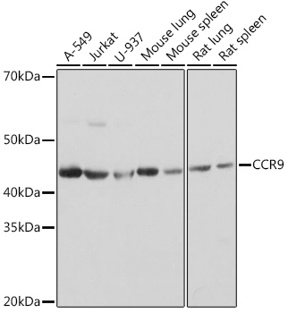 A9698_1.jpg