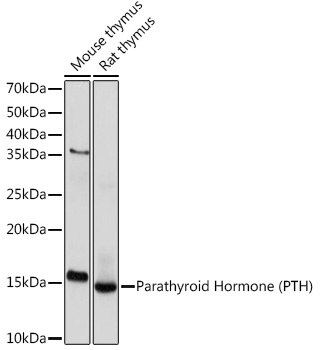 A9704_1.jpg