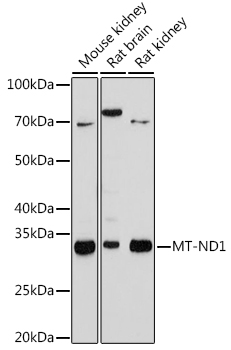 A9743_1.jpg