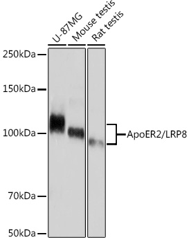 A9747_1.jpg