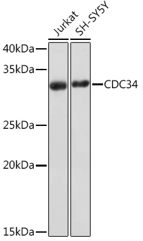 A9772_1.jpg