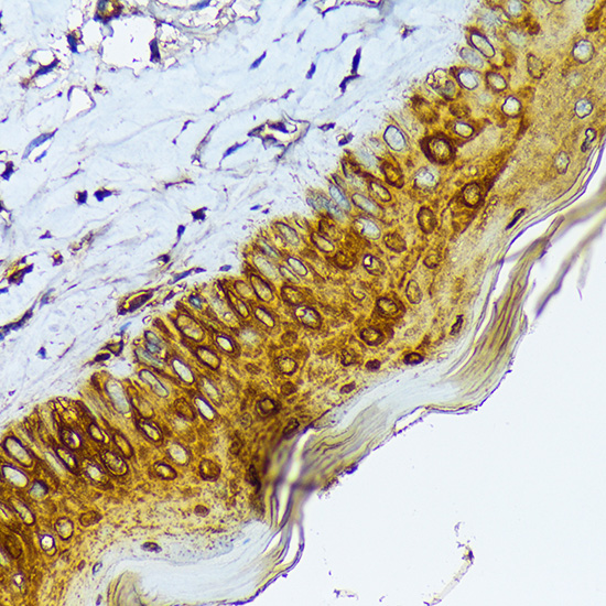 A9776_5.jpg