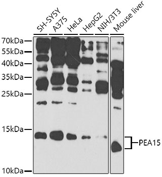 A9956_1.jpg