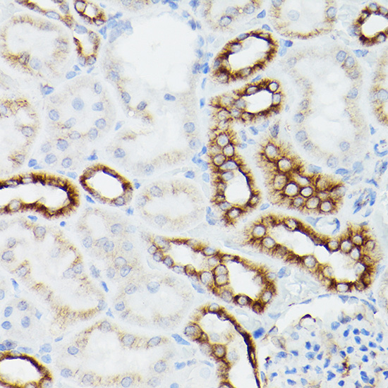 AC012_3.jpg