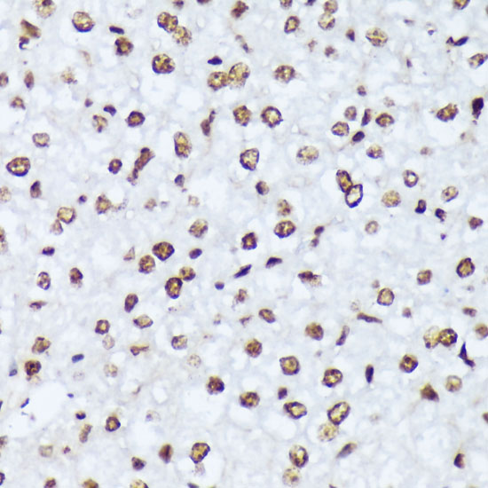 AP0001_4.jpg