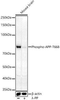 AP0006_1.jpg