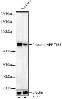 AP0006_2.jpg