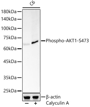AP0098_2.jpg