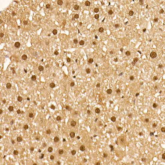 AP0637_6.jpg