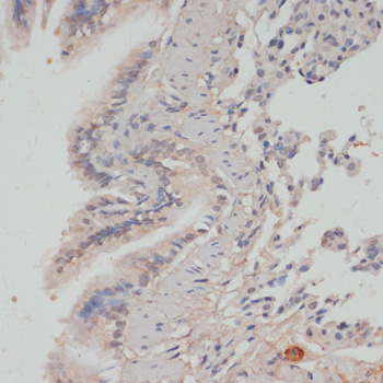 AP0786_2.jpg