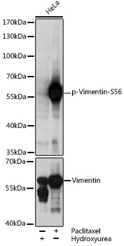 AP0804_1.jpg