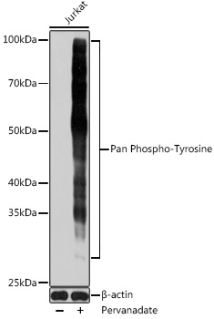 AP0973_1.jpg