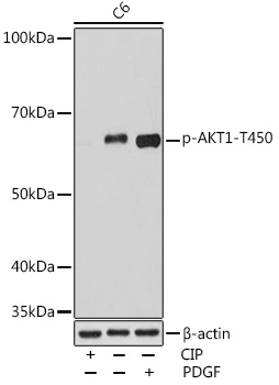 AP0980_1.jpg