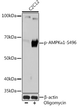AP1002_1.jpg
