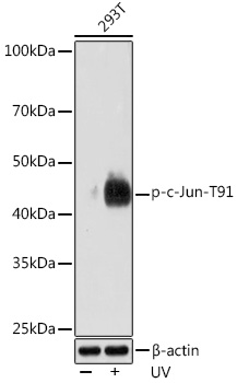 AP1003_2.jpg