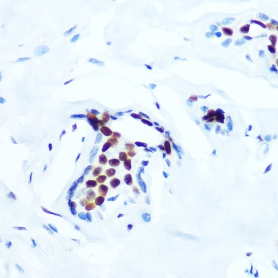 AP1003_3.jpg