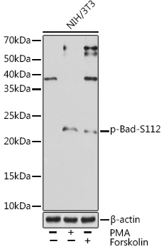 AP1010_1.jpg