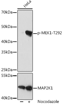 AP1021_2.jpg