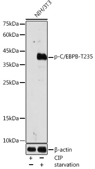 AP1055_1.jpg