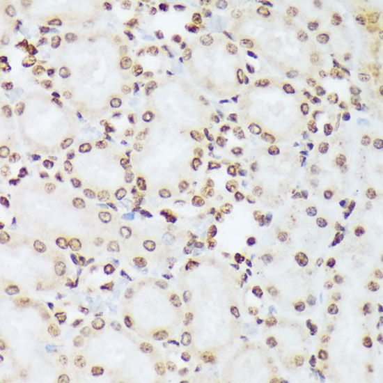 AP1060_2.jpg