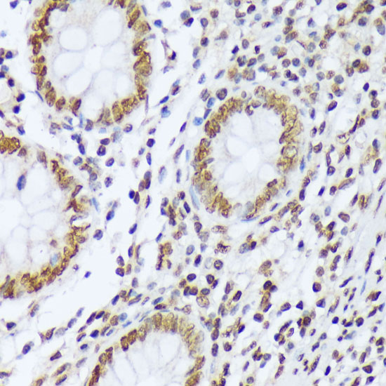 AP1060_3.jpg