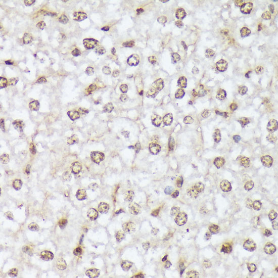 AP1060_4.jpg