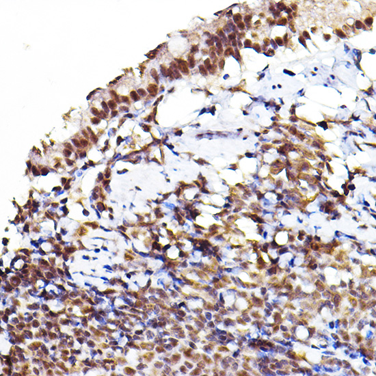 AP1068_2.jpg