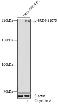 AP1181_1.jpg