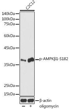 AP1195_1.jpg
