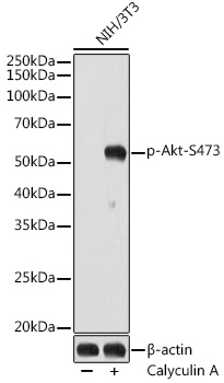 AP1208_2.jpg