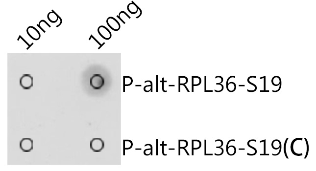 AP1209_1.jpg