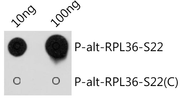 AP1210_2.jpg