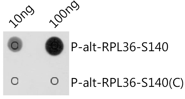 AP1211_1.jpg