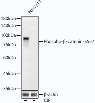 AP1315_2.jpg