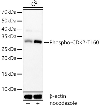 AP1364_2.jpg