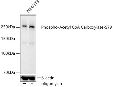 AP1388_1.jpg