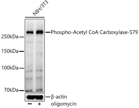 AP1410_1.jpg
