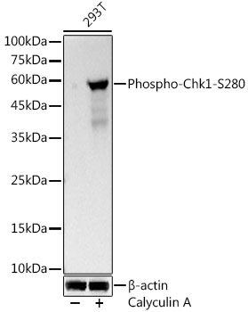 AP1426_1.jpg